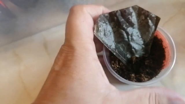 Что я делаю с бегониями из посылок ?