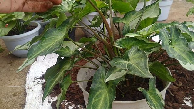 DIBUAT CANTIK DAN RIMBUN|BINGUNG SYNGONIUM MAU DIBAGAIMANA???