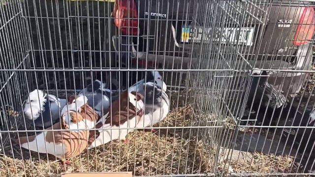 Ярмарка голубей, декоративных птиц и животных г. Измаил Одесская область 19.12.2021 года. Часть 1.