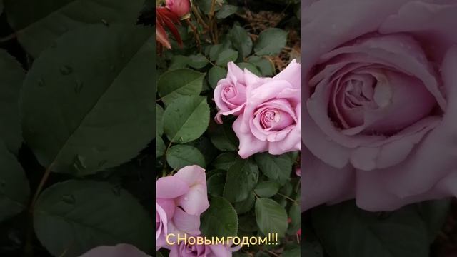 Всех с Новым годом.