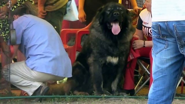 КАВКАЗСКИЕ ОВЧАРКИ, 03.07.2016 ВЫСТАВКА ПК, МОСКВА. КОБЕЛИ ЧЕМПИОНЫ. www.r-risk.ru +79262205603