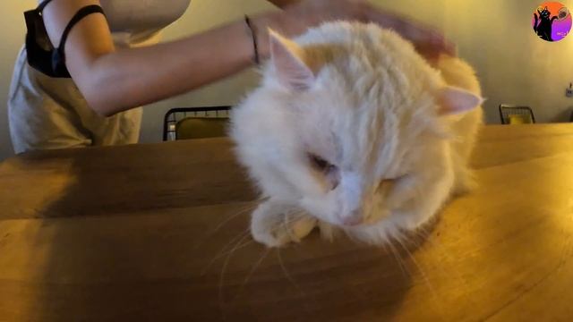 cat cafe - 4K