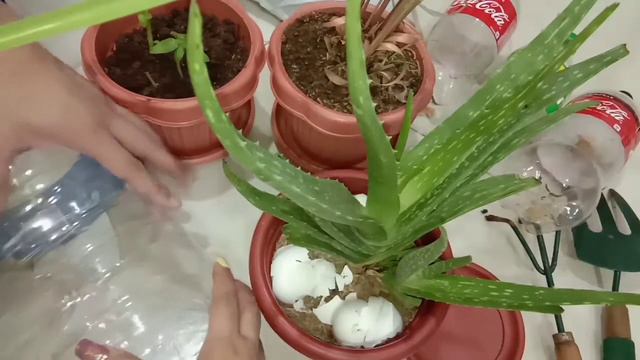 Our Indoor And Outdoor Plants | Citronella | Basil | Aloe Vera