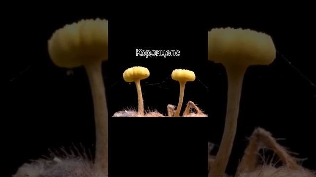 Гриб-паразит, превращающий муравьев в зомби