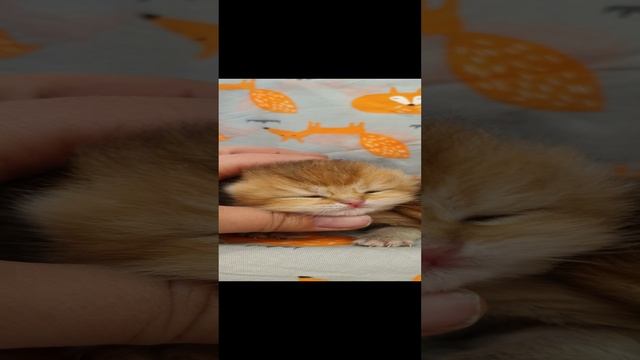Пухлые щечки