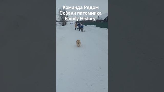 family historu вео гдр корги купить немецкая питомник щенки канистерапия
