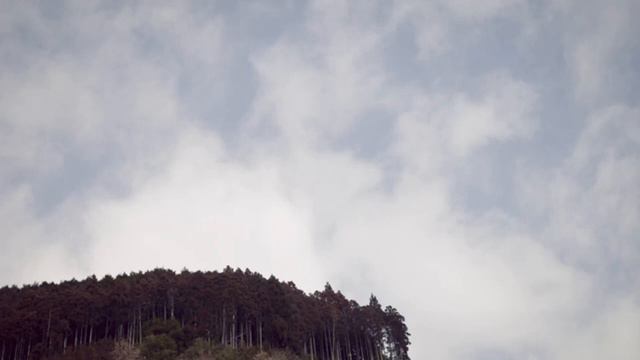 Невероятная японская техника 15-го века, до сих пор используемая для выращивания кедровых деревьев.