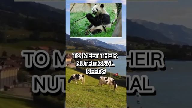 "The Adorable and Endangered Pandas: How We Can Help Save These Beloved Creatures"