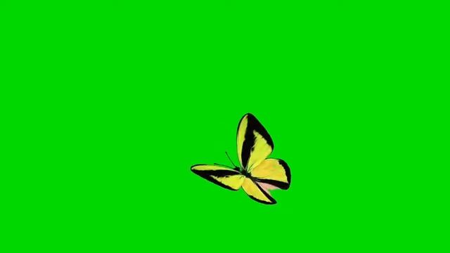 3d white butterfly flying green screen