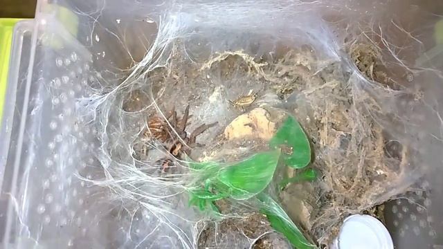 Hapalopus sp. Colombia large "The Pumpkin Patch" Husbandry and Feeding