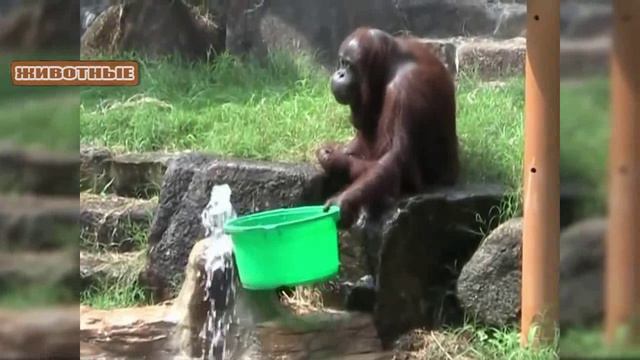 Забавные и милые обезьянки. Видео NEW
