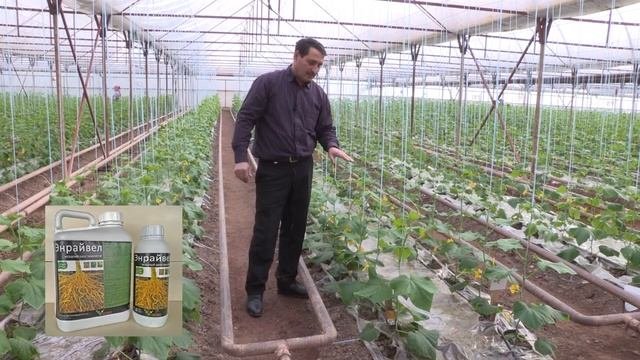 Экспериментальные виды огурца от SAKATA 22-01-2018
