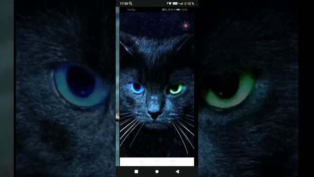 милые котики 😍😍 я просто в них влюбилась 😍😍😍💥💥💥♥️♥️♥️♥️♥️♥️ поставь лайк и подпишись😃😃 за котика