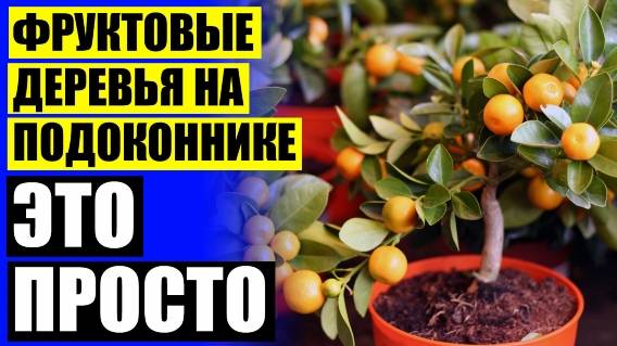 🚫 Карликовые деревья для дома рейтинг 💣 Японское искусство мини деревьев