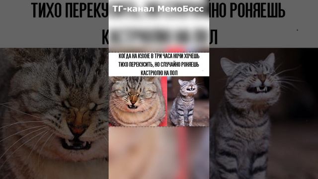 МемоБосс - лучший канал с мемами в Телеграм по поиску или по ссылке