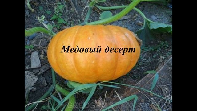 Сорта тыквы. Выбирай! Фотографии сортов тыквы. Презентация. в комментариях к видео-описание сортов.