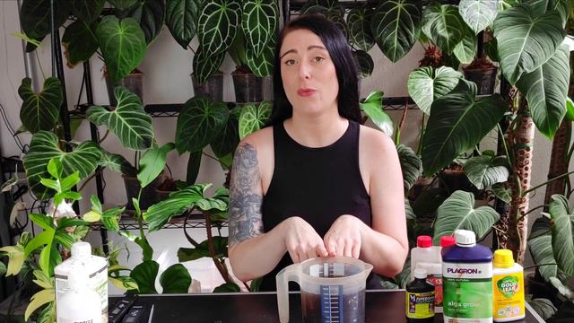 Zimmerpflanzen richtig DÜNGEN | meine Routine