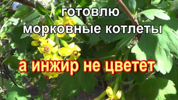 № 816 готовлю морковные котлеты //а инжир не цветет ? !