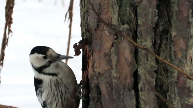 Самка белоспинного дятла обследует кору сосны