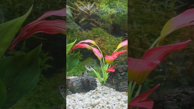 Aquarium start up