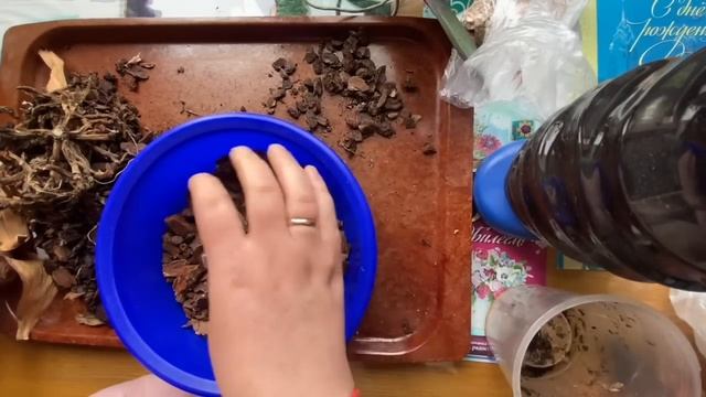 Пересадка залитой орхидеи без корней самым любимым и проверенным способом. Работает на 100%