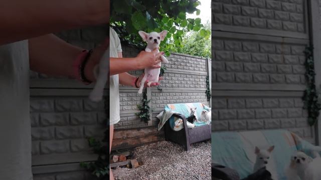мини Коби тип чихуахуа белоснежный РКФ Зигмунд продажа щенков питомник Кастропуло Крым 89787458062