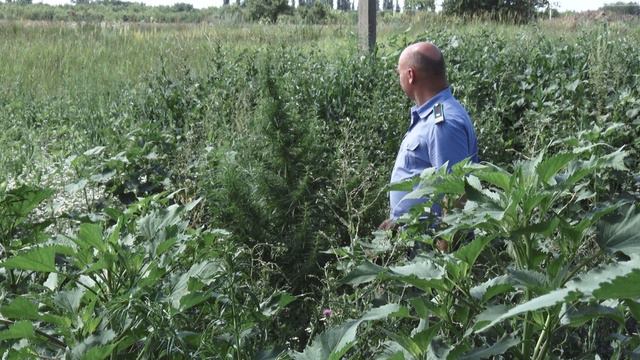 Управлением Россельхознадзора в Воронежской области выявлен очаг дикорастущей конопли