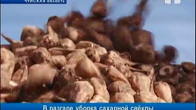 В разгаре уборка сахарной свёклы