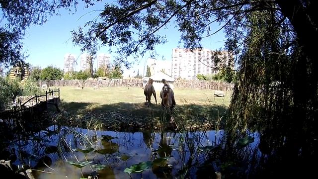 САФАРИ ПАРК КРАСНОДАР
