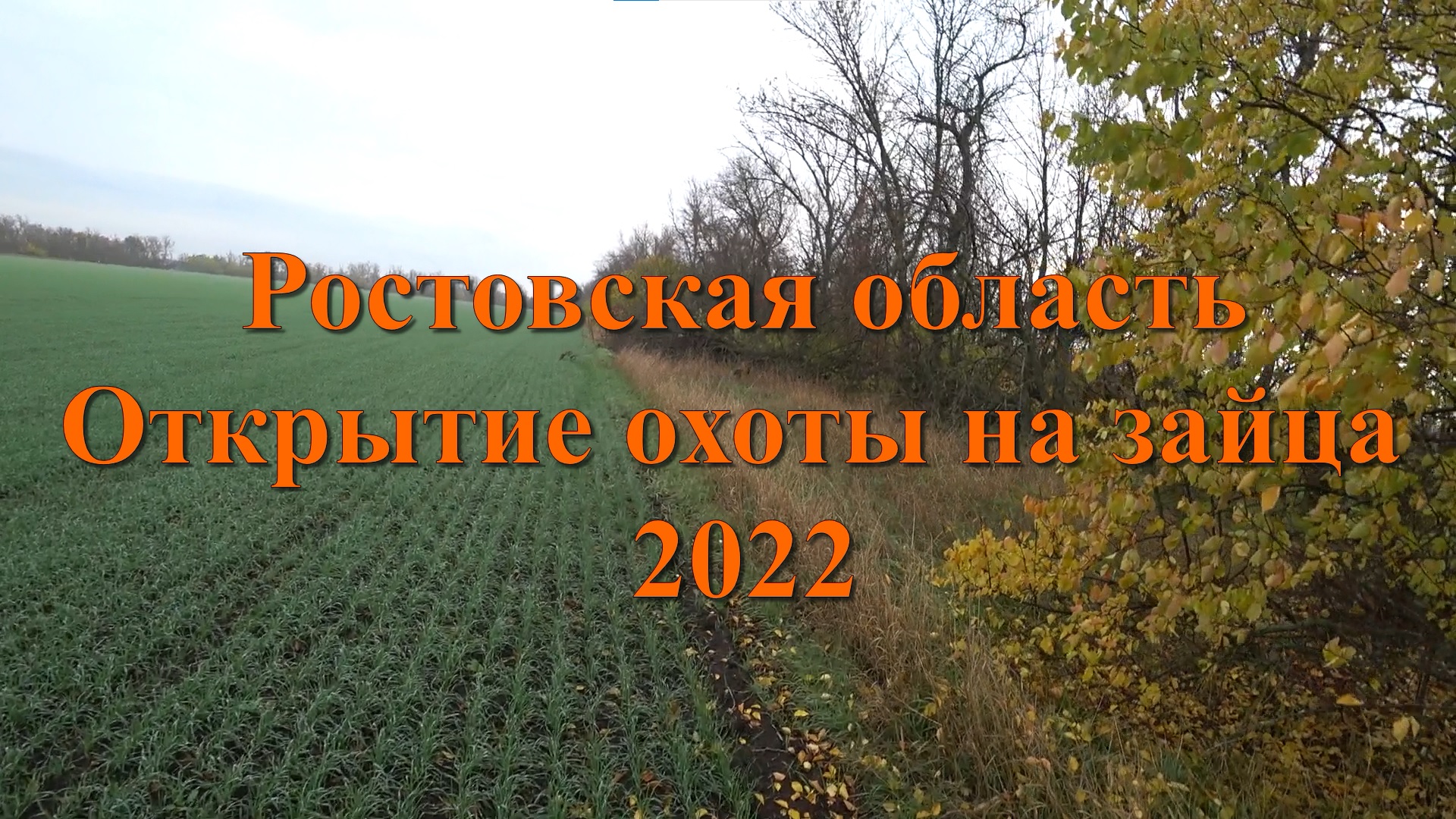 Открытие охоты на зайца 2022. Ростовская область