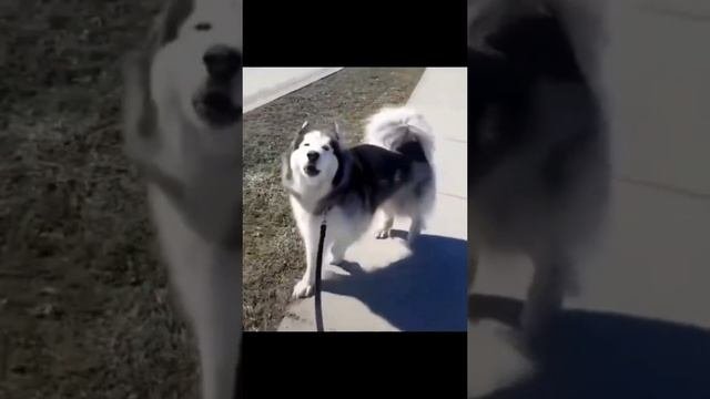 САМЫЕ МИЛЫЕ ЖИВОТНЫЕ? ПОПРОБУЙ НЕ УЛЫБАТЬСЯ ?