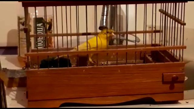 Пение кенара Кенар Агеева
