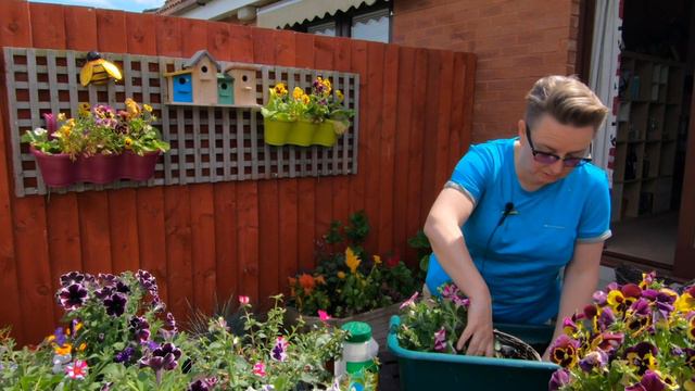 Planting up hanging baskets