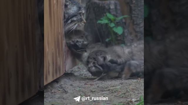 Семья манула