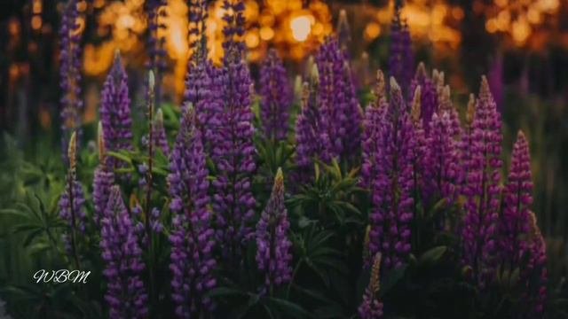 Summer. Very Beautiful Music. Relax. Landscapes. Лето. Прекрасная музыка. Красивая природа. Релакс.