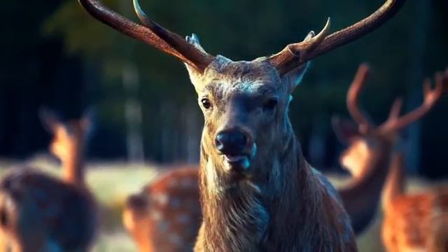 Зачем Бог создал яд, паразитов и другие плохие вещи?