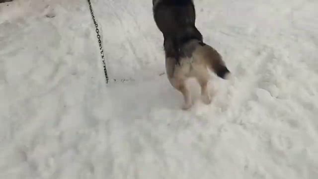 мой песик