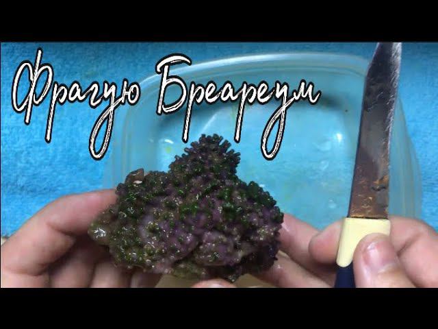 Фрагование Бриареума | Морской аквариум