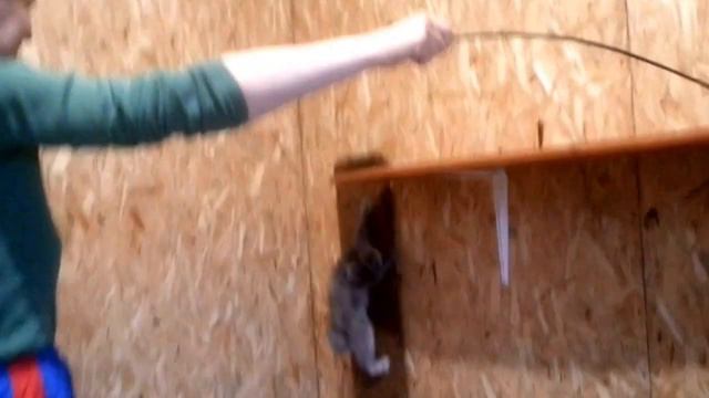 котенок 2,5 месяца бобтейл ириска на полу