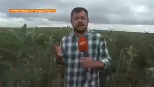 Сады по-европейски