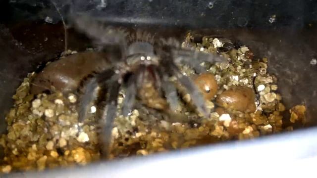 Кормление птицееда. Brachpelma albopilosum