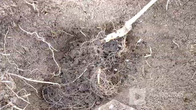 Весна 2022.  Посадка сеянцев грецкого ореха в открытый грунт.