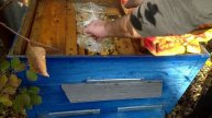 Готовлю пчел в зиму Количество корма в семье. Чем кормить пчел в зиму?