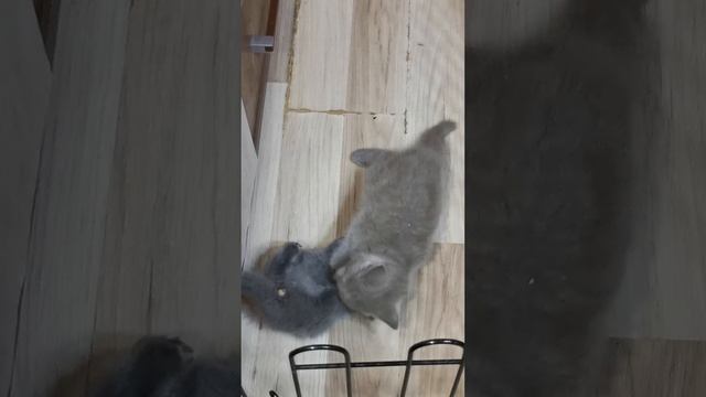 Вечерняя зарисовка с нашими кошками