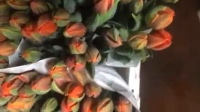 Тюльпаны Orange princess купить в Минске