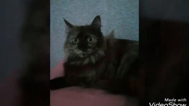 Чтоб скачать скины как у меня просто заходите в плейлист маркет и набирайте скины ютуберов и все