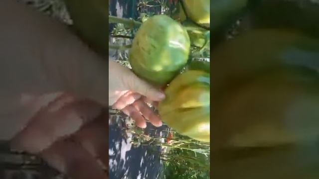 Сорт томата "Древнее сердце Акви Терме"