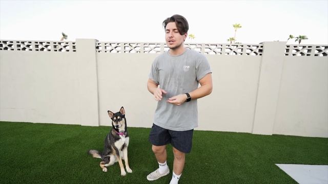 TOP REASON NOT TO OWN A GERMAN SHEPHERD HUSKY(SHEPSKY)