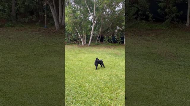 Giant Schnauzer Life (update)