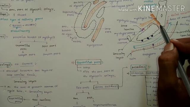 Sub Mandibular gland